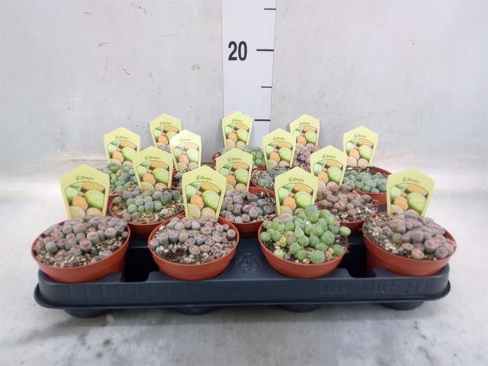 Lithops spp.