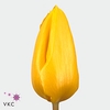 Tulipa si yellow flight