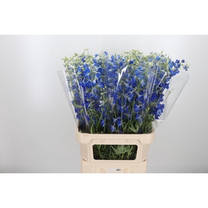 Delphinium Be Volkerfrieden