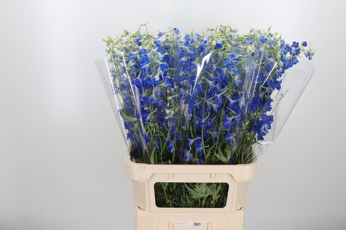 <h4>Delphinium Be Volkerfrieden</h4>