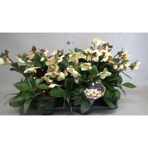 Helleborus  'Ice N Roses'   ...mix