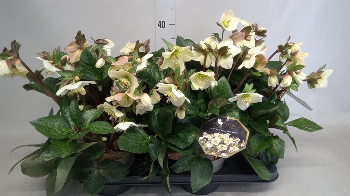 <h4>Helleborus  'Ice N Roses'   ...mix</h4>