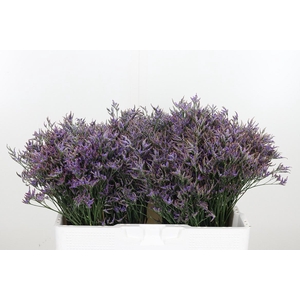 Limonium Sinense Safora Dark Blue