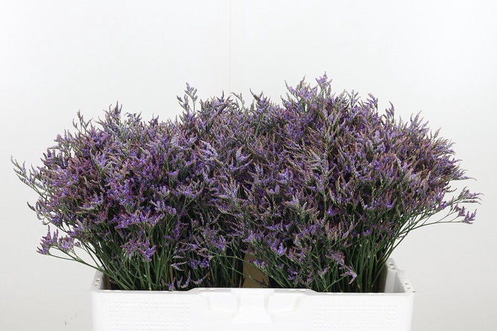 <h4>Limonium Sinense Safora Dark Blue</h4>