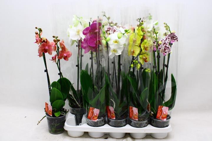 <h4>PHAL GEM 7 KL</h4>