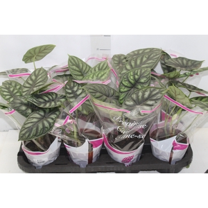 ALOCASIA DRAGON SCALE P12