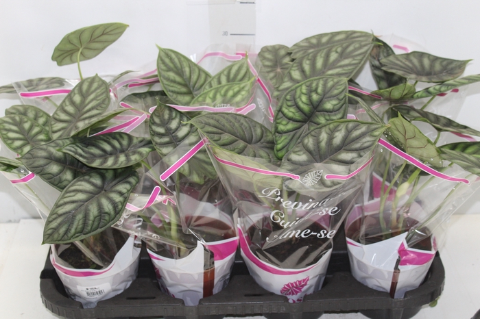 <h4>ALOCASIA DRAGON SCALE P12</h4>