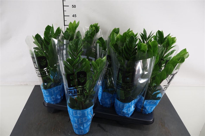 <h4>Zamioculcas Zamiifolia 10.5 Cm. Pot</h4>