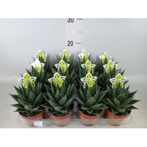 Aloe aristata 'Tiki Tahi'