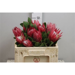 Protea Cynaroides Madiba