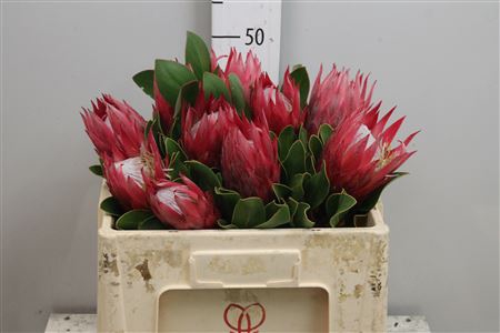 <h4>Protea Cynaroides Madiba</h4>