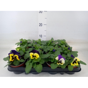 Viola wr. 'Alpha Purple White'