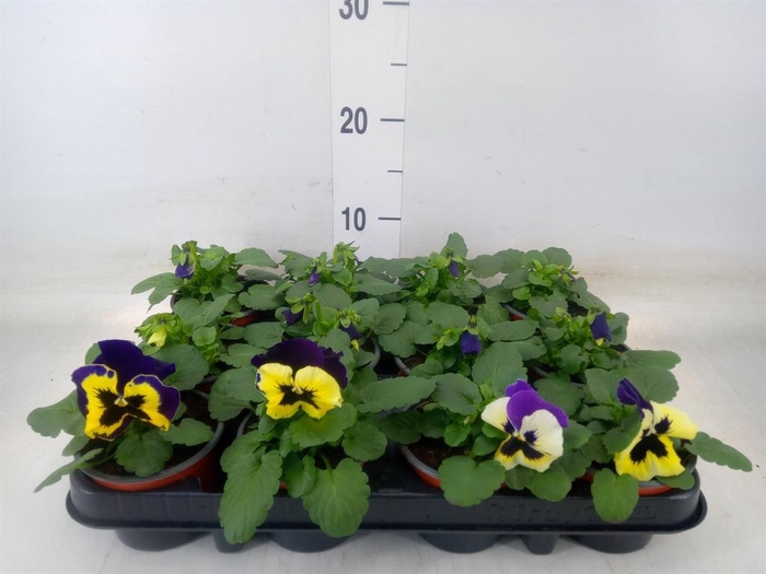 <h4>Viola wr. 'Alpha Purple White'</h4>