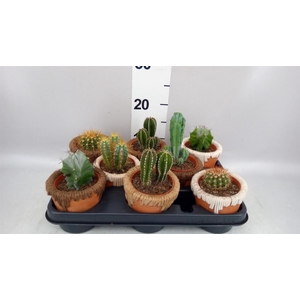 Succulents   ...