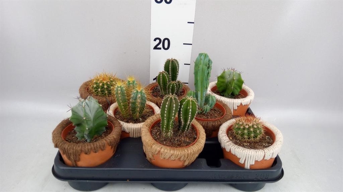 <h4>Succulents   ...</h4>