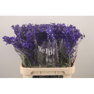 Delph En Atlantis Dark Blue