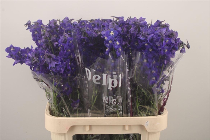 <h4>Delph En Atlantis Dark Blue</h4>