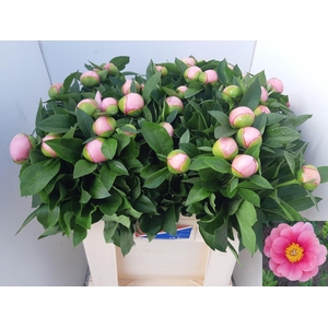 PAEO S SALMON SAUCER