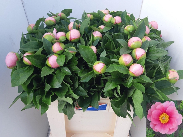 <h4>PAEO S SALMON SAUCER</h4>