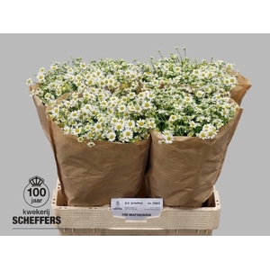 Tana Pa Single Vegmo