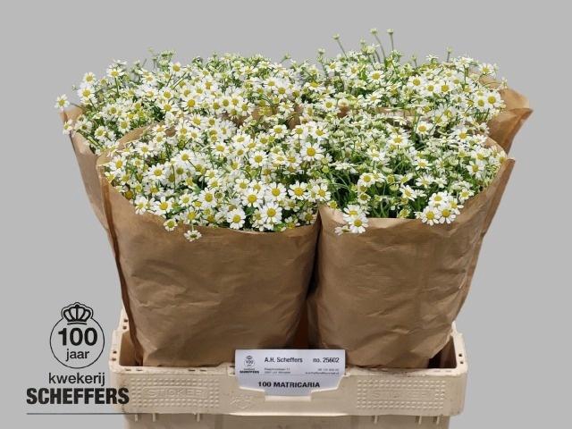 <h4>Tana Pa Single Vegmo</h4>