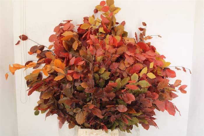 <h4>Pres Beuk Autumn P Bunch</h4>