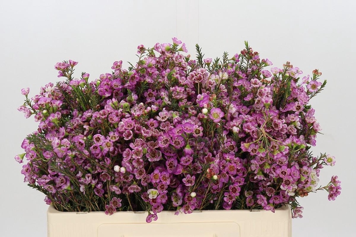 <h4>Chamelaucium Adi</h4>