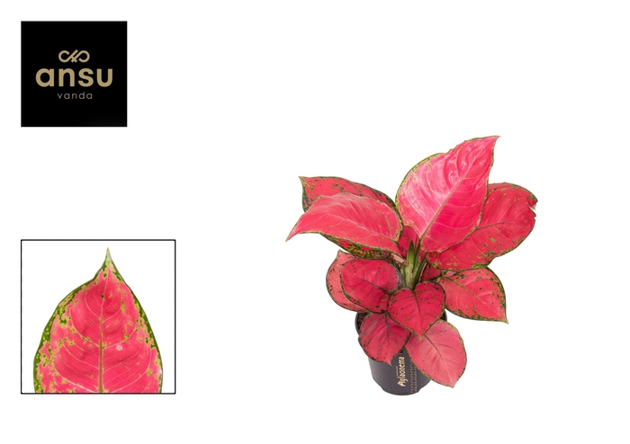 <h4>Aglaonema overig</h4>