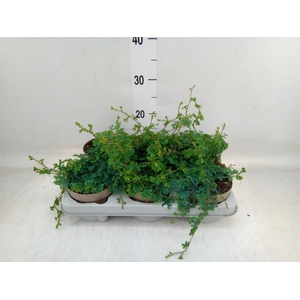 Selaginella uncinata 'Peacock'