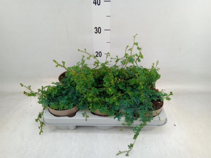 <h4>Selaginella uncinata 'Peacock'</h4>