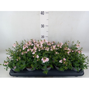 Diascia  'Piccadilly Appleblossom'