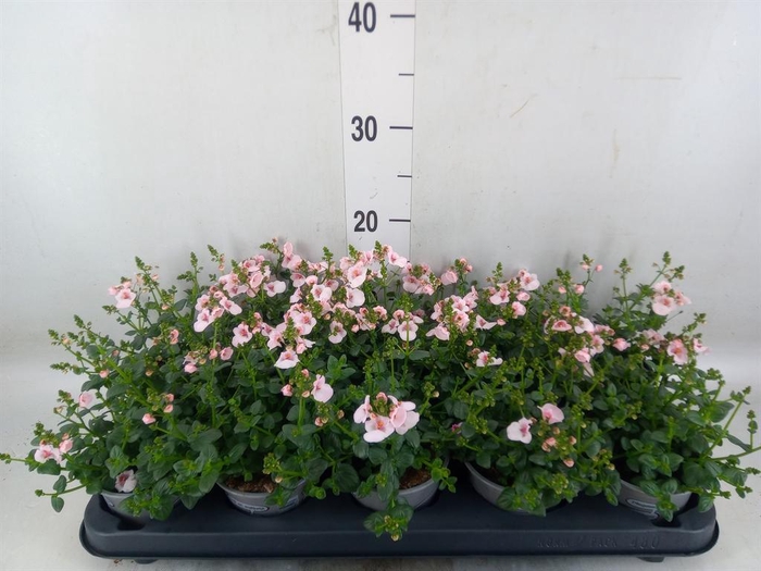 <h4>Diascia  'Piccadilly Appleblossom'</h4>