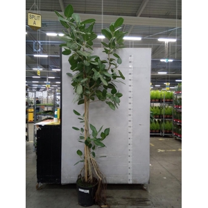 Ficus benghalensis 'Audrey'