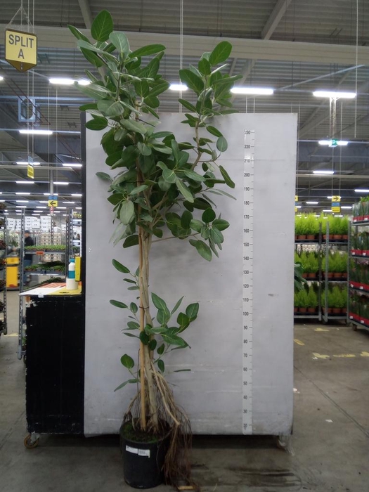 <h4>Ficus benghalensis 'Audrey'</h4>