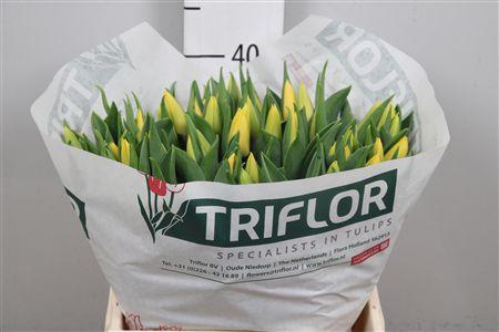 <h4>Tu En Yellow Flight</h4>