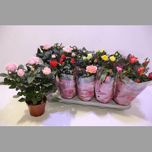 Ro B Monde Gem 6 Srt