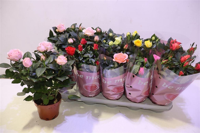 <h4>Ro B Monde Gem 6 Srt</h4>