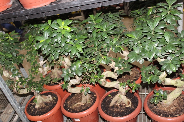 <h4>BONSAI FICUS MICROCARPA GINSENG P40</h4>