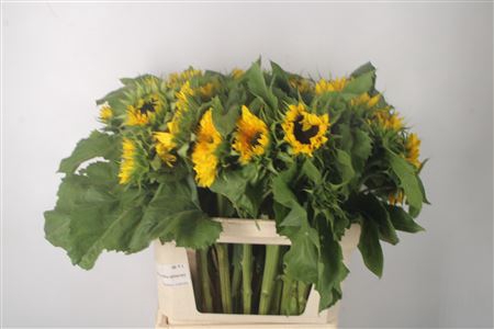<h4>Helianthus Sun King</h4>