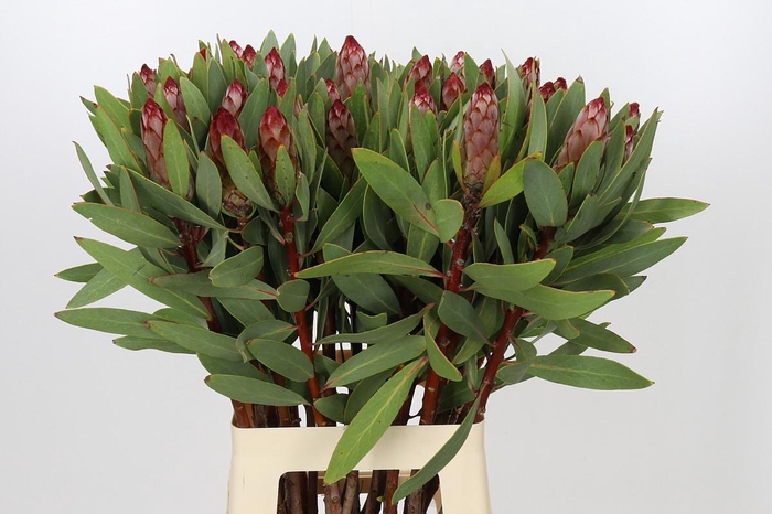 <h4>Protea Robijn</h4>