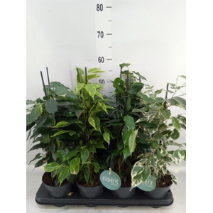 Ficus benja.   ...mix