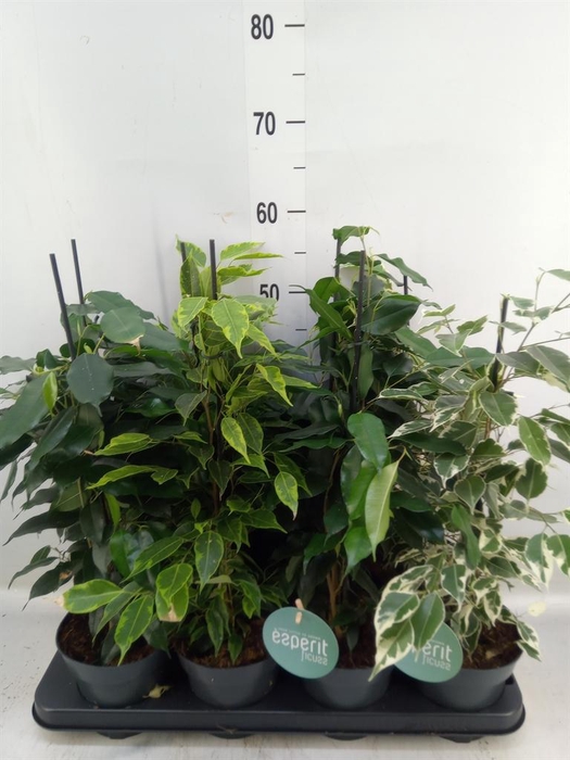<h4>Ficus benja. ...mix</h4>