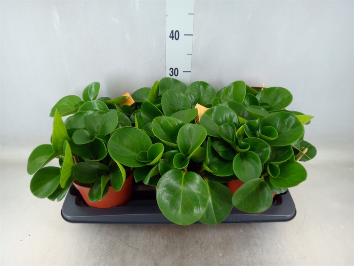 <h4>Peperomia obt. 'Green Gold'</h4>