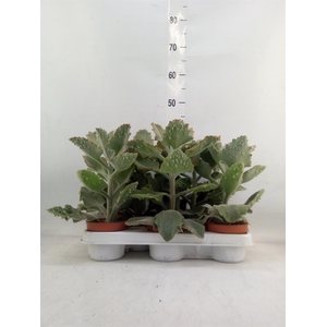 Kalanchoe NF beharensis
