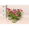 Osteospermum Double Purple