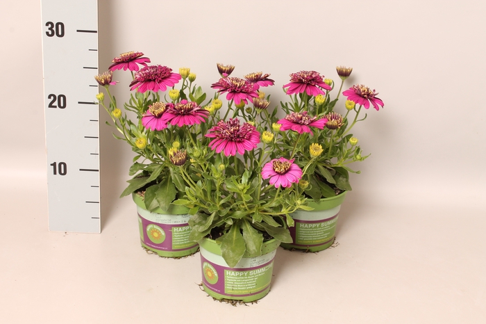 Osteospermum Double Purple