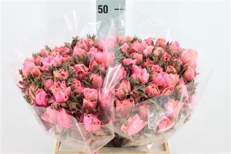 <h4>Anemoon Poeder Pink</h4>