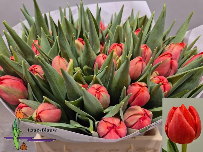 <h4>TU DU OLD FAITHFUL</h4>