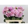 Dahlia Sweet Nathalie