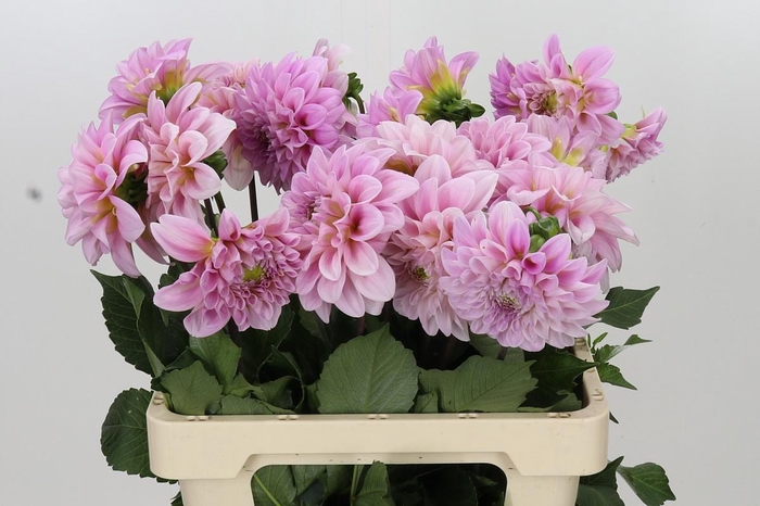 <h4>Dahlia Sweet Nathalie</h4>
